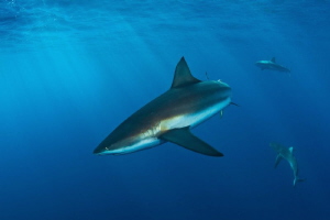 shark & sun rays by Paul Colley 